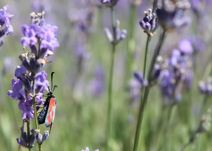 Les Restanques De Hotel 3*